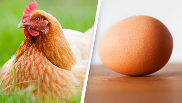 Poultry (Chicken & Egg) Price Increase Across Punjab
